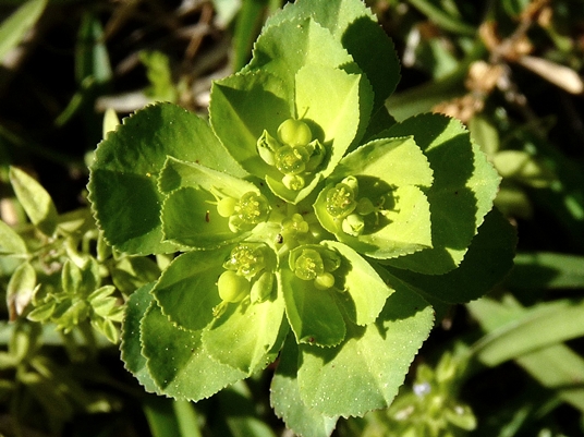 {Euphorbia helioscopia